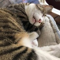 家族の一員として安心してくつろぐマルちゃん