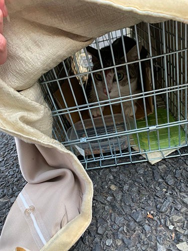 子猫たちの母猫。なるべくストレスがかからぬようスピード感を持って不妊手術→リリース（住んでいた場所に戻す）が大切だそう