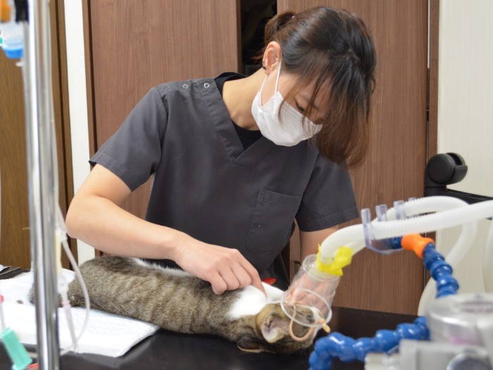 手術が終わった猫に獣医師がのみ取り薬をつける