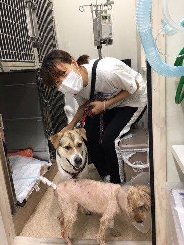 ６月に迎えたクルトンをうしおは優しく迎え入れた（かずきさん提供）