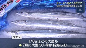 北海道で水揚げのサンマが仙台市中央卸売市場に初入荷　大型の物も