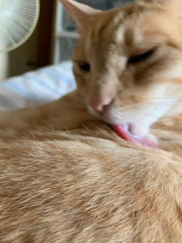 毛繕いに余念がないきなこ。意外と身だしなみは気にするようだ