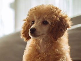 家族として、屋内飼いの犬に必要なしつけ　16のチェック項目