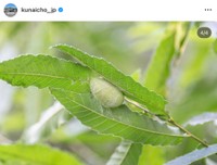皇居内で育てた蚕の繭（宮内庁の公式インスタグラムから）