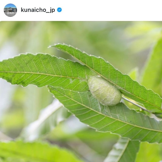 皇居内で育てた蚕の繭（宮内庁の公式インスタグラムから）