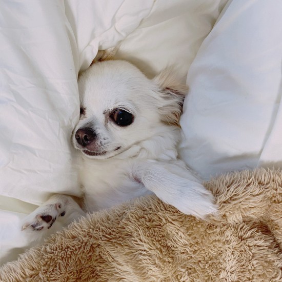 寝るときもずっと一緒（リリカさん提供）