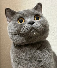 水を飲むのが下手なスパプリくん（提供：スーパープリティキャットさん）