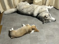 大好きなリクお兄ちゃんといっしょに「電池切れ」することも（画像提供：レナままさん）