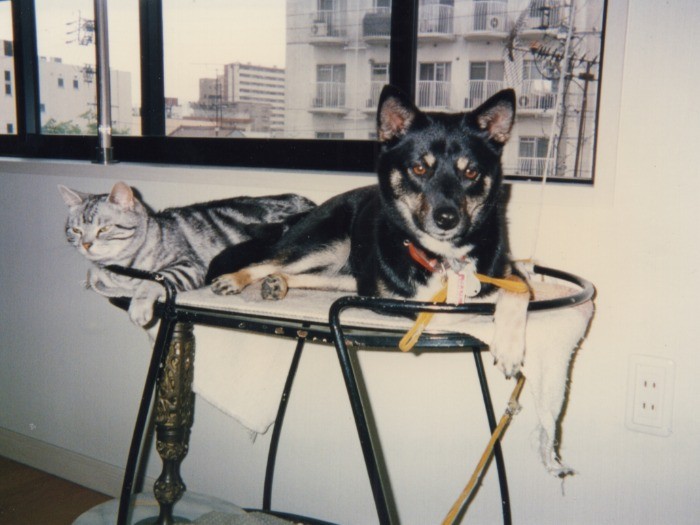 アメリカンショートヘアのクリスとは特に仲良し。猫と一緒に育ったせいか、行動が猫っぽかったネネ