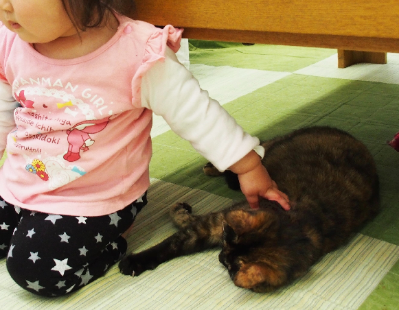 さっき大泣きしていた子が、猫を触って機嫌を直す