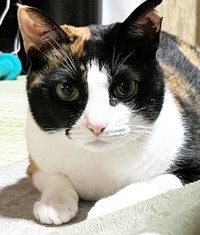 飼い主さんを見つめる現在のよちこちゃん（画像提供：よちこさん）