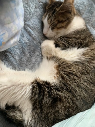 発病し、食欲を失い毛並みもぼそぼそになった浦太郎。家族でどうするか話し合い、皆でケアをし、落ち着いていきました（うえみさん提供）