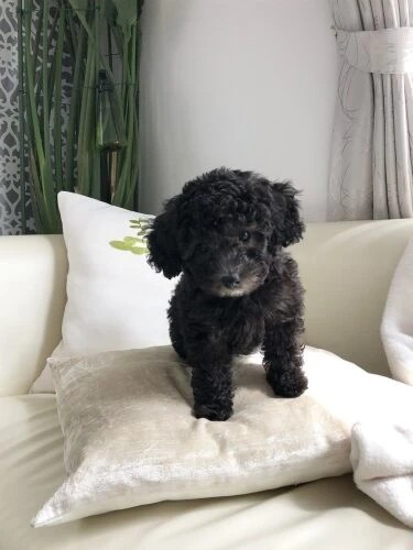 家にきたころの「ゆず」