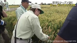 稲刈りシーズンを前に郡仙台市長が稲の生育状況を視察