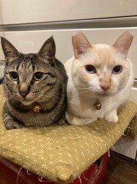 豆太くんが来て3カ月ほど経ってからごまちゃん㊧も家族に仲間入り（あきひろさん提供）