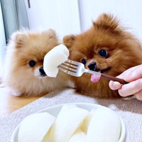 待ちきれない！ 梨に顔を近づける（左から）たぬこちゃん、ぽきちくん（画像提供：たぬことぽきちさん）