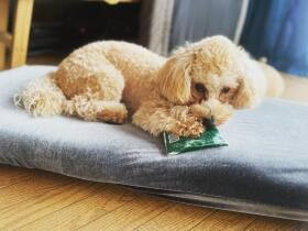 「貢物は？」と言うと慌てておもちゃを持ってくる　トイ・プードル「ルークス」