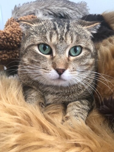 すずとそっくりのローズも、しあわせな第2の猫生