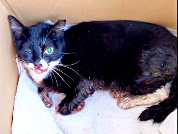 保護して病院へ。激しく衰弱していた桜猫ちゃん（画像提供：アズエスミさん）