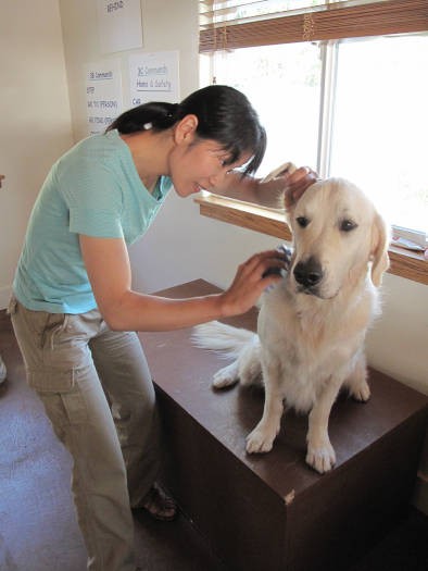 ベイリーのお手入れも学ぶ