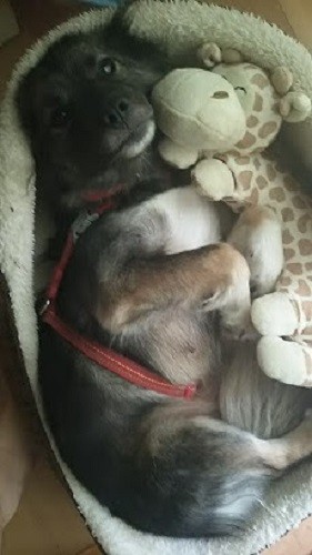 一時預かりボランティアさん宅にて。キリンのぬいぐるみに寄り添う姿がかわいい（@simyaomari提供）