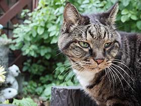 今日も楽しく朝の庭散歩　緑の瞳の保護猫「大吾郎」　