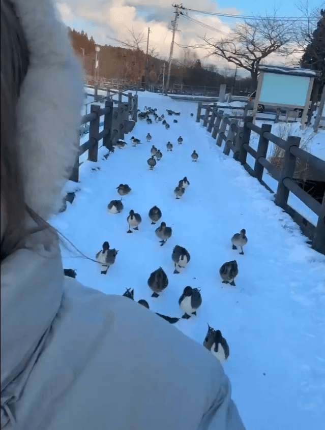 娘さんに迫る鴨の行列！（提供：リロルルさん）