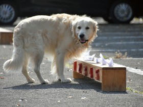 足跡・におい、逃さない　千葉で嘱託警察犬の審査会