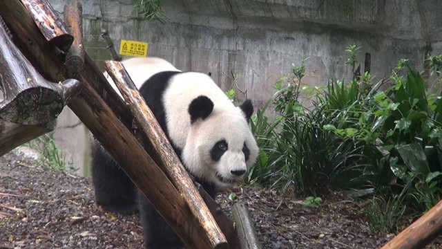 写真】中国のパンダ繁殖研究基地：朝日新聞GLOBE＋