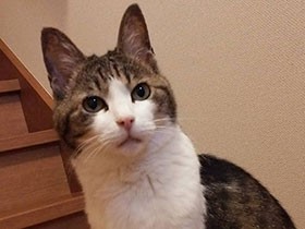 毎朝玄関先でお見送り　元捨て猫のキジトラ「ウインザー」