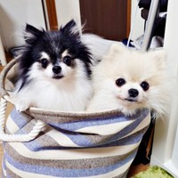 仲良くバスケットにおさまる（左から）同居犬のてまりちゃんと、こまちちゃん（画像提供：comatemaさん）