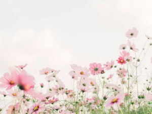 彼と見ていたコスモスが、悲しい記憶でなく門出の花でありますように