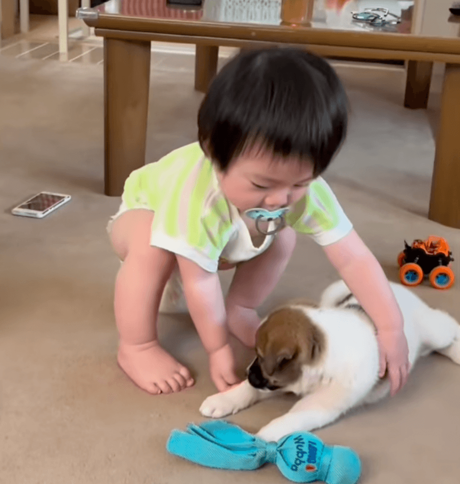 赤ちゃんと子犬だったふたりが今では……成長記録に反響（提供：@dada_chiakiさん）