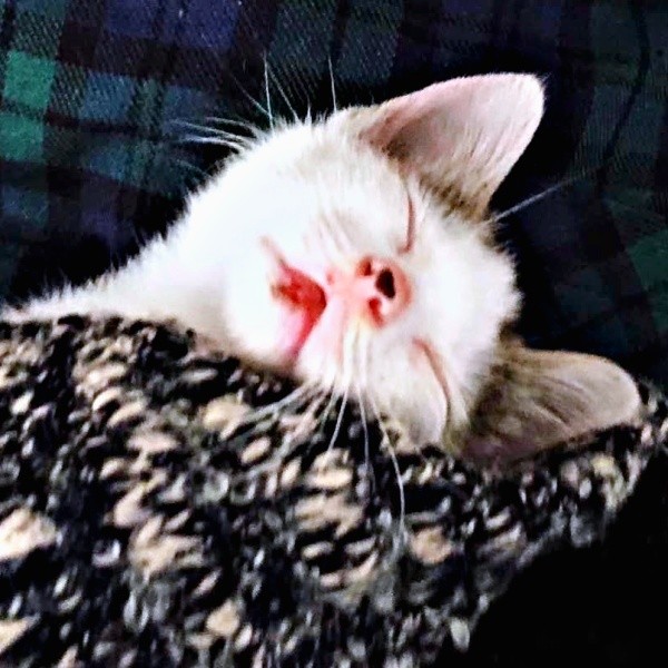 子猫時代、すやすや眠るおかかくん（画像提供：おかかとそぼろの成長記録さん）