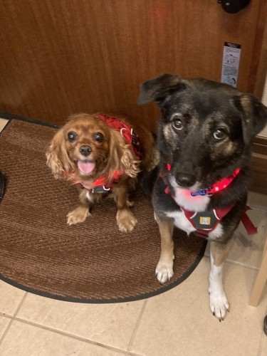 これからお散歩のわんずたち（田形さん提供）