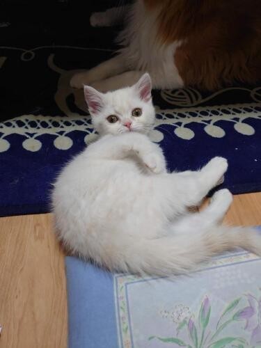 家にきたころの「菊五郞」

