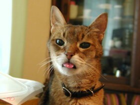 人生の大半を共にした最愛の猫「アーサー」　20歳で旅立った