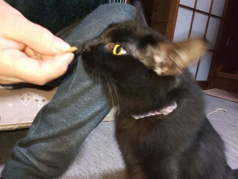 母、和子さんからカリカリをもらうえみちゃん。食欲旺盛（利恵さん提供）