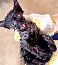 保護時、生後2〜3カ月だったどんちゃん。雨に濡れ鳴いていました（画像提供：おぬどんさん）