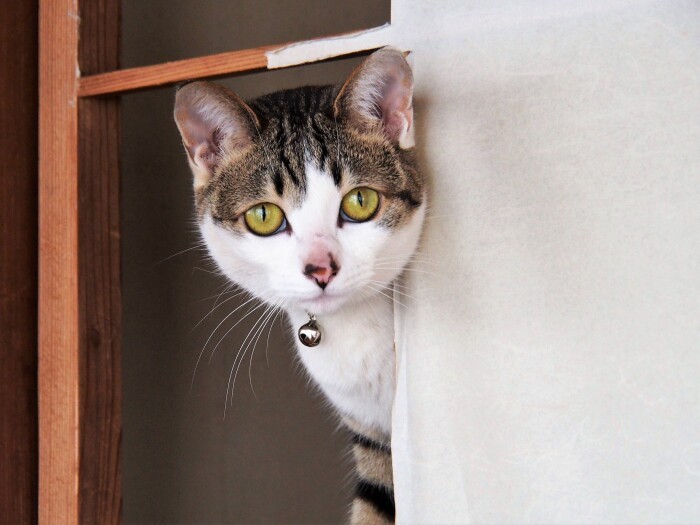 よく見れば、鼻の上に小さな傷あとが残る