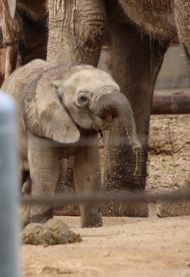 ちらりと舌が見えた赤ちゃんゾウ（2025.10撮影）