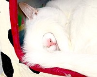 絶妙にフィットした「尻尾のアイマスク」をして眠るショボくん（画像提供：大和なでしこさん）