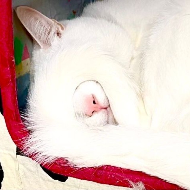 絶妙にフィットした「尻尾のアイマスク」をして眠るショボくん（画像提供：大和なでしこさん）