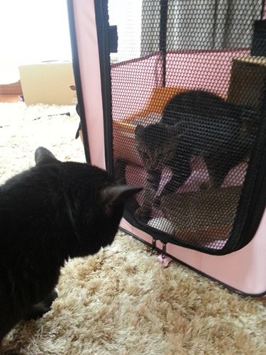 初日は我が家でも“シャー”。はっぴー（右）は慣れるまで２段ケージで生活しました