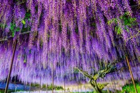 藤の花・ライトアップ※画像はイメージです（beeboys/stock.adobe.com）