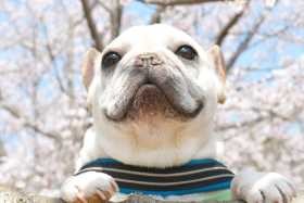 ２０１８キュートで賞　フレンチブルドッグ「こつぶ」