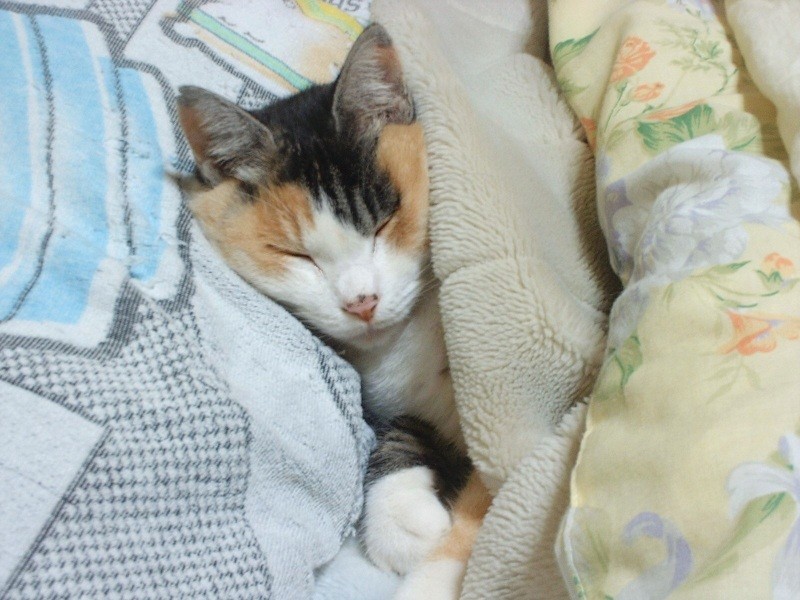 寝坊した朝のねぎ（いっとくさん提供）