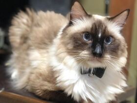 一見オラオラ、でも実はビビり　ラグドール「れん」、“あざとかわいい”お顔でパチリ