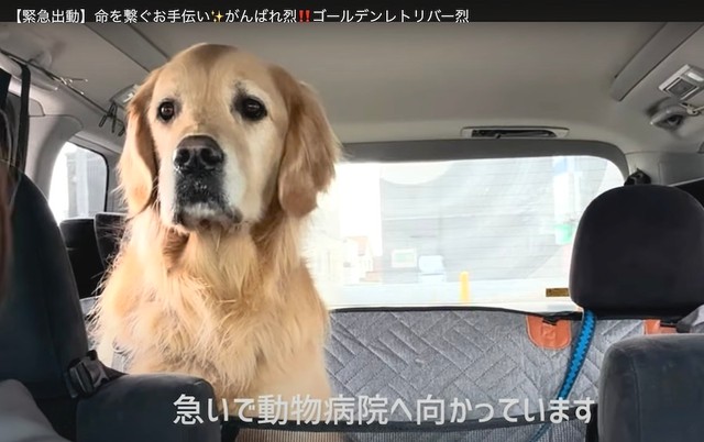 飼い主さんと共に動物病院に向かうゴールデンレトリバーの男の子、烈（れつ）くん（動画からキャプチャー／提供：れつれつゴールデンレトリバーさん）