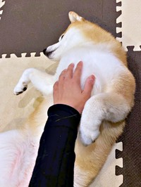 なでなでされて幸せそうな瑚子ちゃん（画像提供：柴犬 瑚子さん）